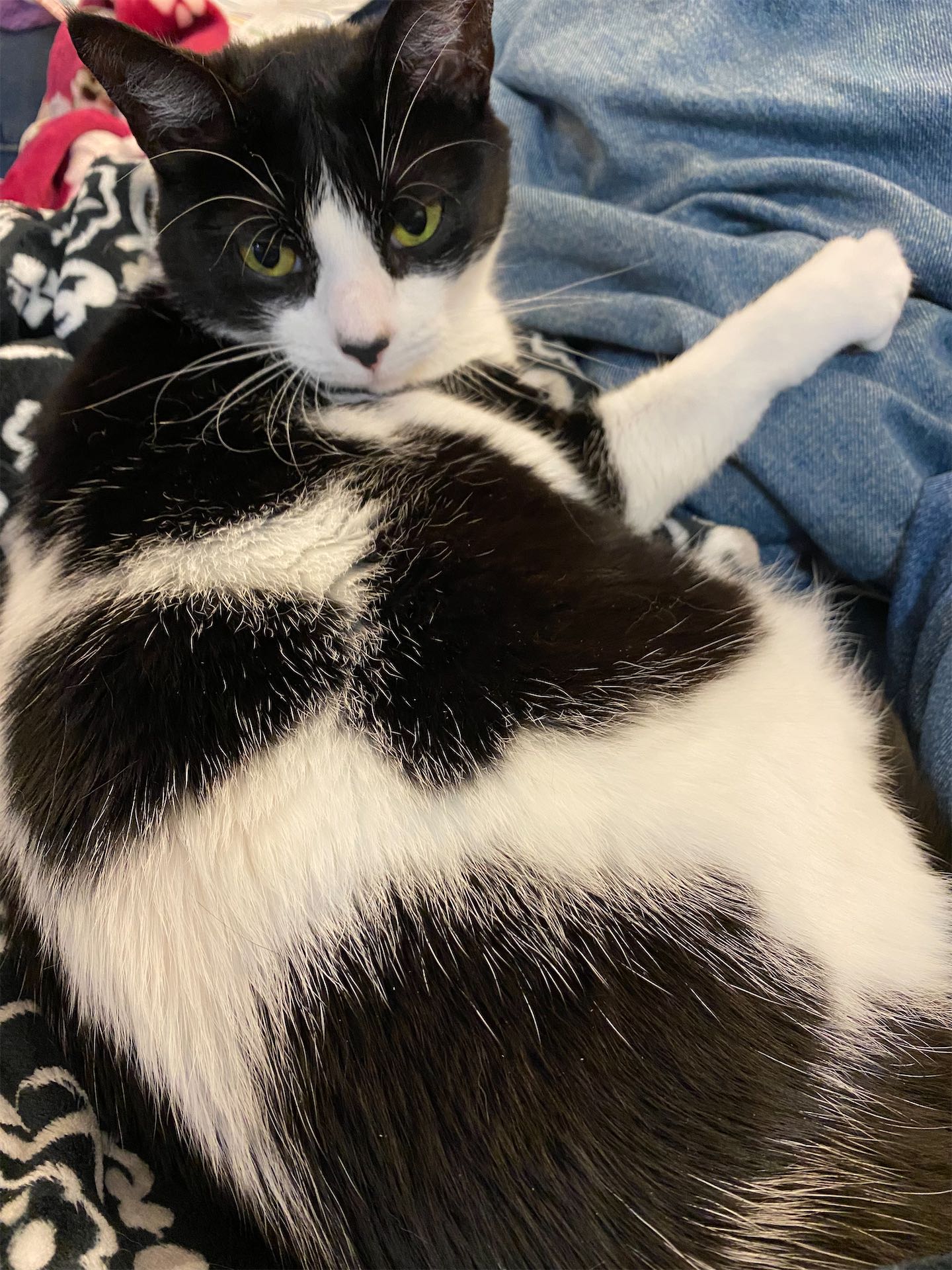 black and white domestic shorthair cat