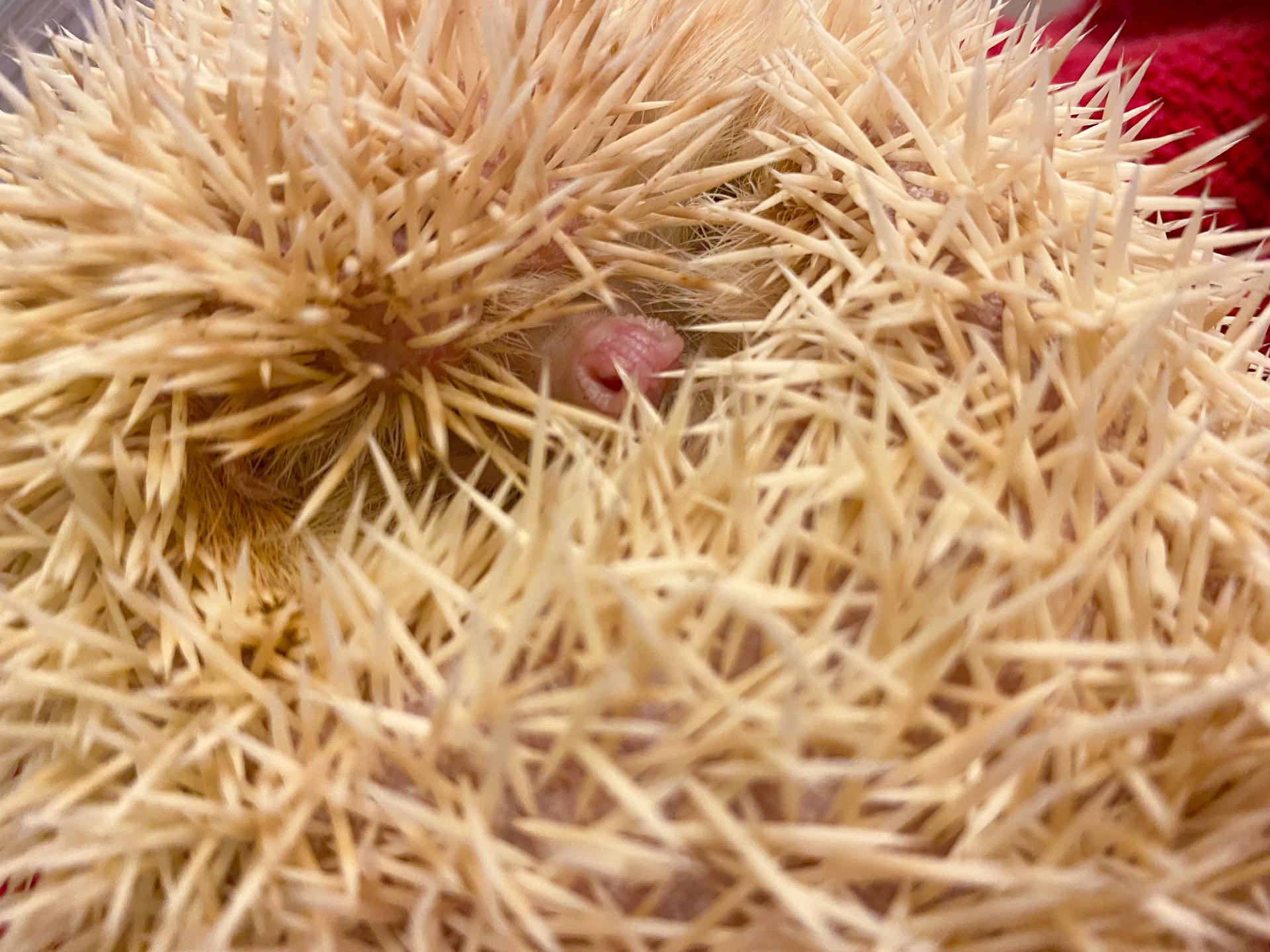 african pygmy hedgehog